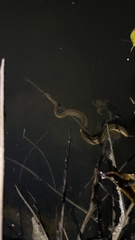 Enhydris enhydris