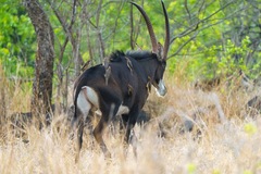 Hippotragus niger niger