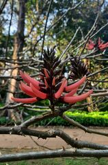 Erythrina similis