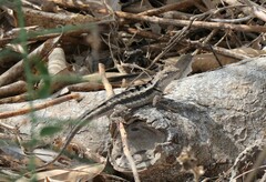 Microlophus occipitalis