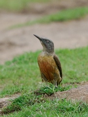 Geocolaptes olivaceus