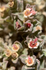 Euphorbia vallis-mortae