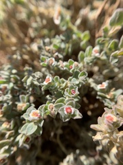 Euphorbia vallis-mortae