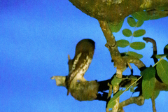 Glaucidium capense