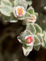 Euphorbia vallis-mortae