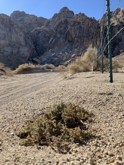 Euphorbia vallis-mortae