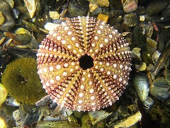 Strongylocentrotus purpuratus