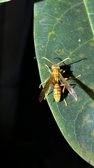 Polistes olivaceus