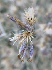 Brickellia desertorum