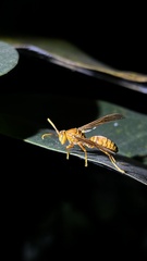 Polistes olivaceus