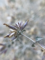 Brickellia desertorum