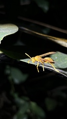 Polistes olivaceus