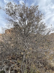 Pseudoziziphus parryi