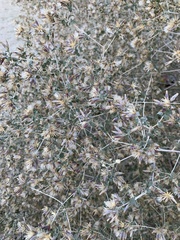 Brickellia desertorum