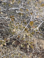 Pseudoziziphus parryi
