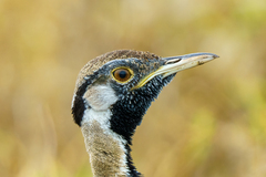 Lissotis melanogaster