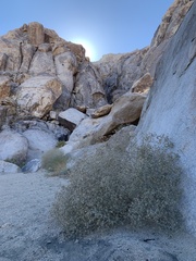 Brickellia desertorum