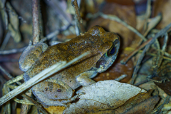Arthroleptis stenodactylus