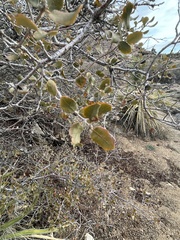 Pseudoziziphus parryi