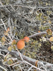 Pseudoziziphus parryi