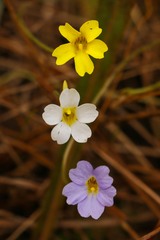 Pinguicula pumila