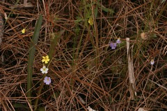 Pinguicula pumila