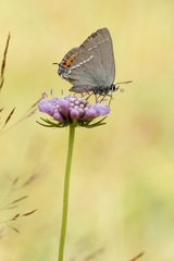 Satyrium spini