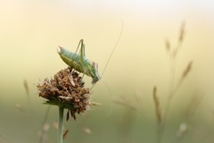 Poecilimon ampliatus