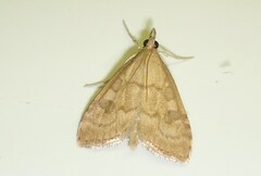 Udea fulvalis