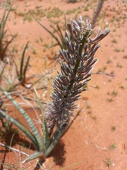 Sansevieria aethiopica