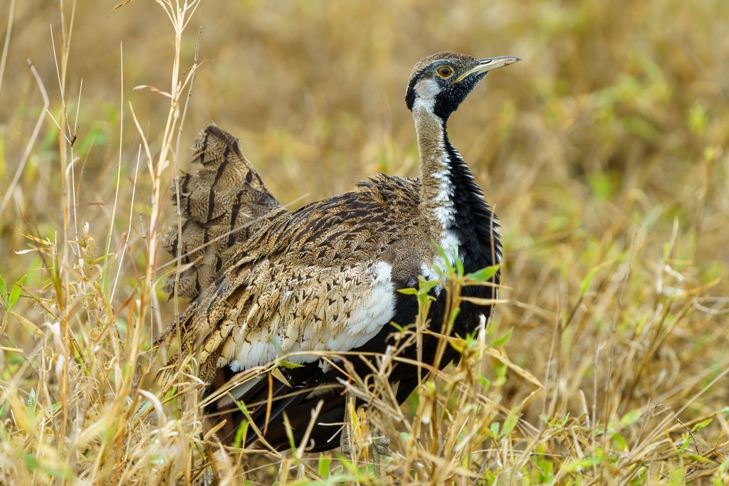 Black-Bellied Bustard