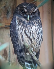 Strix virgata