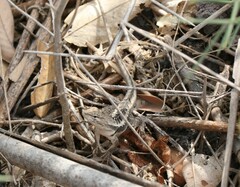 Microlophus occipitalis