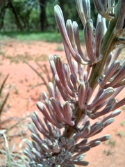 Sansevieria aethiopica