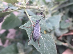 Epicauta adspersa