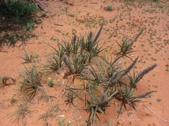 Sansevieria aethiopica