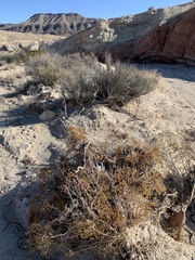 Eriogonum corymbosum nilesii