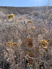 Eriogonum corymbosum nilesii