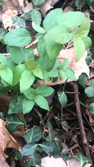 Calyptocarpus vialis