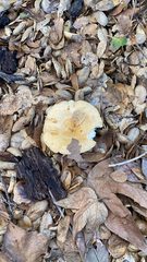 Lactarius alnicola