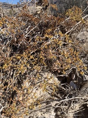 Eriogonum corymbosum nilesii