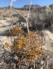 Eriogonum corymbosum nilesii