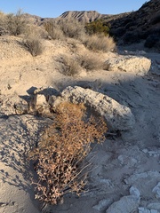 Eriogonum corymbosum nilesii