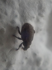 Romualdius scaber