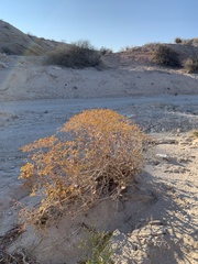 Eriogonum corymbosum nilesii