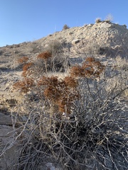 Eriogonum corymbosum nilesii