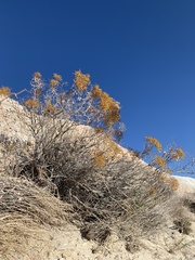 Eriogonum corymbosum nilesii