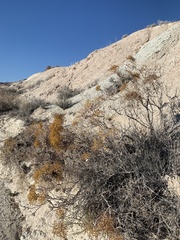 Eriogonum corymbosum nilesii
