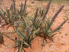 Sansevieria aethiopica