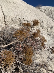Eriogonum corymbosum nilesii